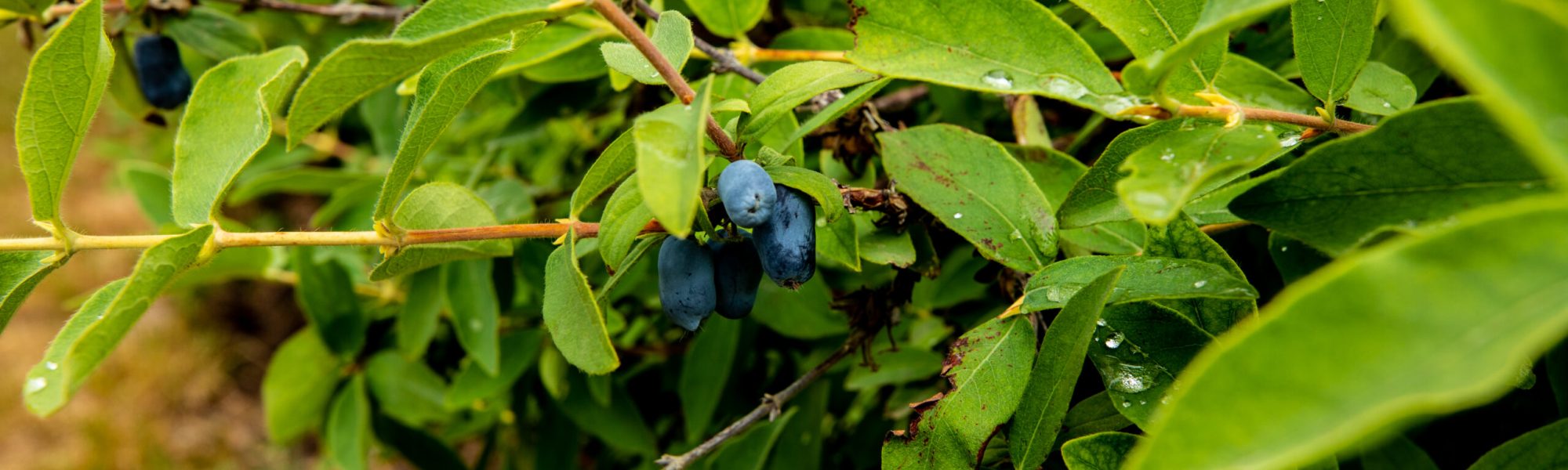 Prairie Hill Fruits 1